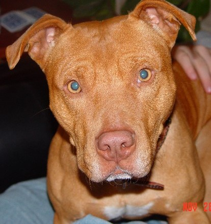 pitbull old family red nose